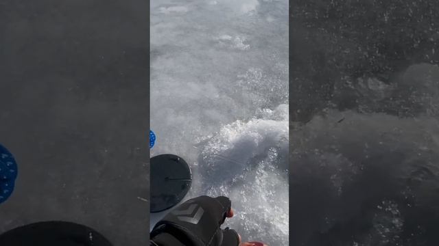 🍿 Щука на живца в марте 2025! #рыбалка #зимняярыбалка #fishing #щука #рыбалка2025