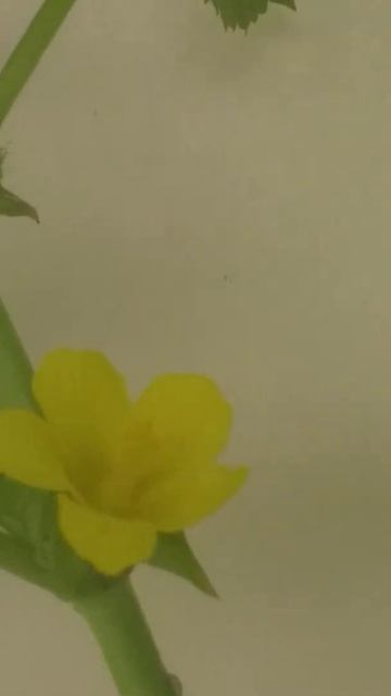 Flor de malva con estambres monadelfos