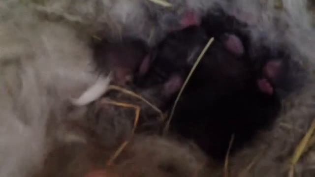Baby bunnies