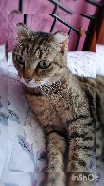 Мой друг из Приюта 😊