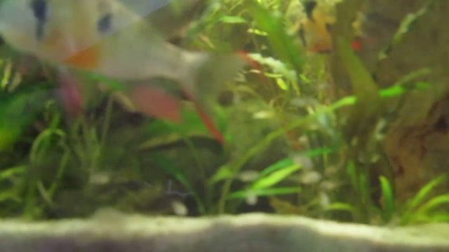 боливийская бабочка Scmetterlingsbuntbarsch mit Nachwuchs  altospinosus Part 2