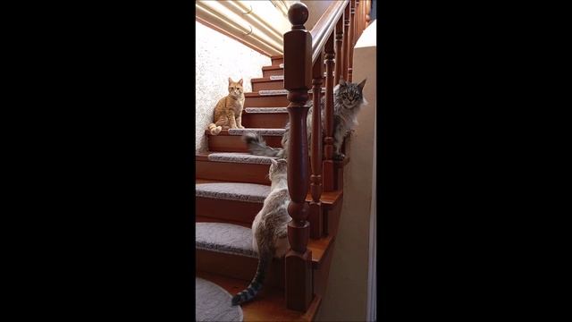 Кот