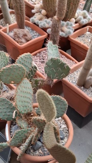 Соблазнительные кактусы😂🥰