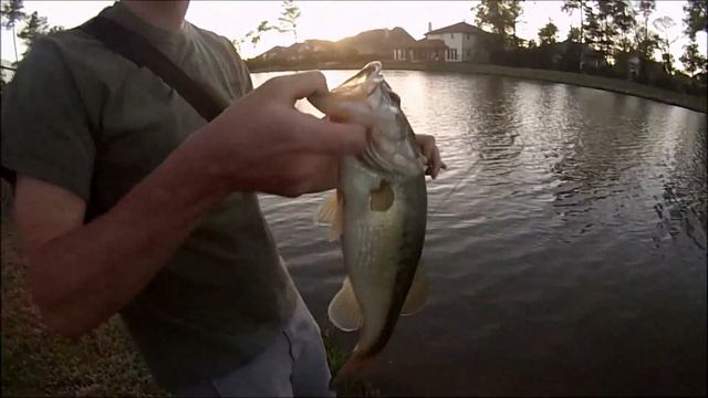 5 Fish 1 Hour