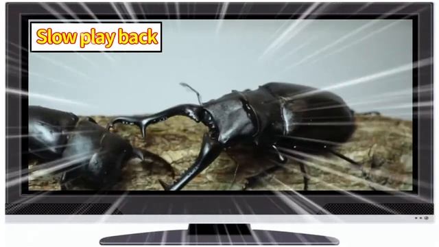 Insect battle！ Dorcus titanus vs Prosopocoilus giraffa!!