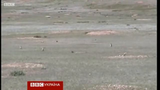 Ховрахи захищаються від хижаків танцями