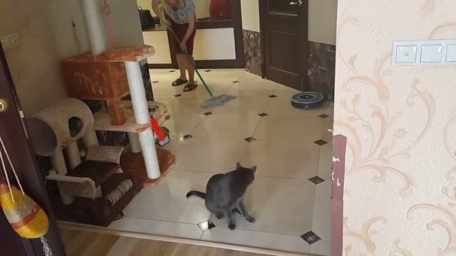 Кот чистюля проверяет качество помывки пола