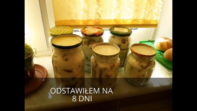 Jak zrobić syrop z sosny, lekarstwo na ciężkie czasy