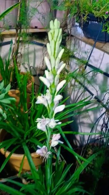 rajnigandha#natural#flowers #rajnigandha