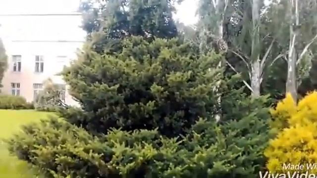 VLOG: РУЛЬКА,ДАЧА,БОТАНИЧЕСКИЙ САД/ЕЖИК/КУКУРУЗА. 😜🐕🌽🌲🌳🌞