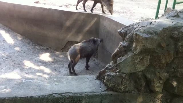 Среднеазиатский кабан