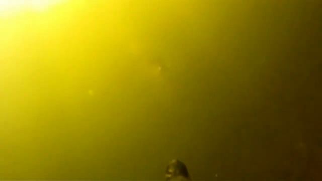 Подводная охота  Подборка выстрелов  Амур 25 кг Толстолоб Сазан Spearfishing