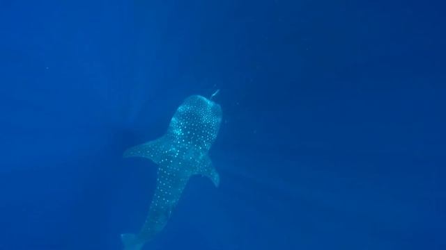 swimming with giants, swimming with whale sharks in Papua