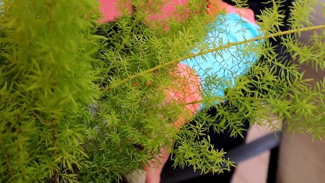 Bringing Plants Indoors - Treating for Gnat Control Systemically Has Been Best for Me!