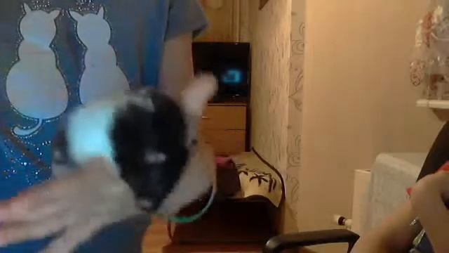 хомяк соня