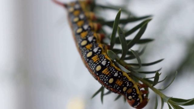 Catepillar of Hyles euphorbiae on Euphorbium stepposa