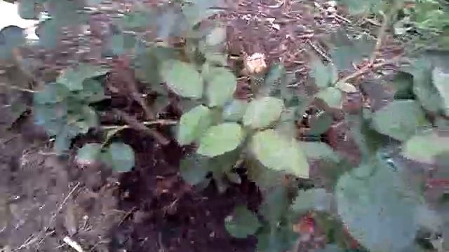Волшебная грядка сюрпризы осениMOV1416
