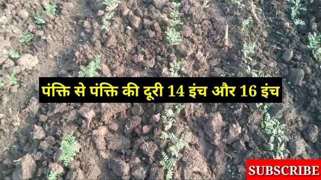 चने की फसल में 30 दिनों के बाद डालें यह खरपतवार नाशक दवाई//चने में खरपतवारों का नियंत्रण कैसे करें?