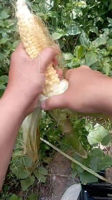 corn peeling #shorts