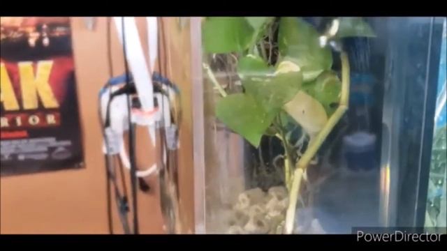 Epipremnum aureum || Pothos plant || Lito loco 4 fish ||  aquatic plants
