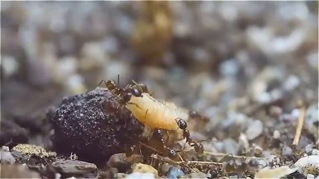 Pheidole spec.   Kräftige Ameisen die um ihr Futter kämpfen