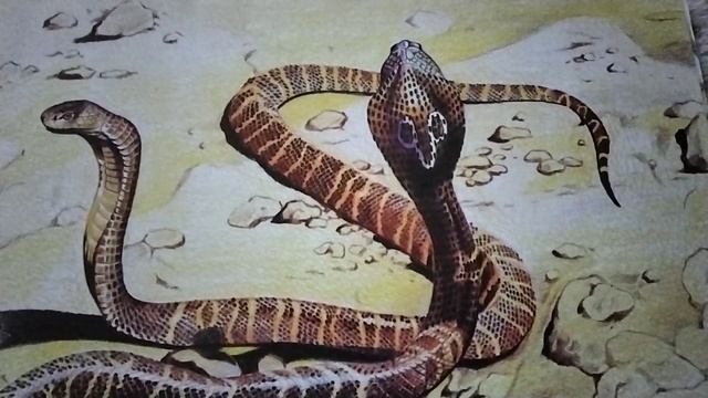 Кобра.🐍Из 📖Николая Сладкова " Кто живёт в Индии?" ( звук☝️)