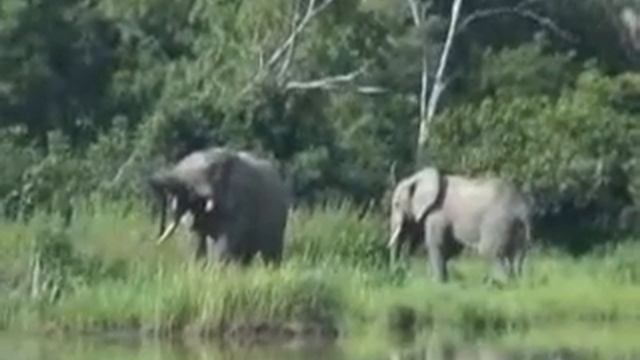 Elephants at a watering hole in Mole National Park, Ghana