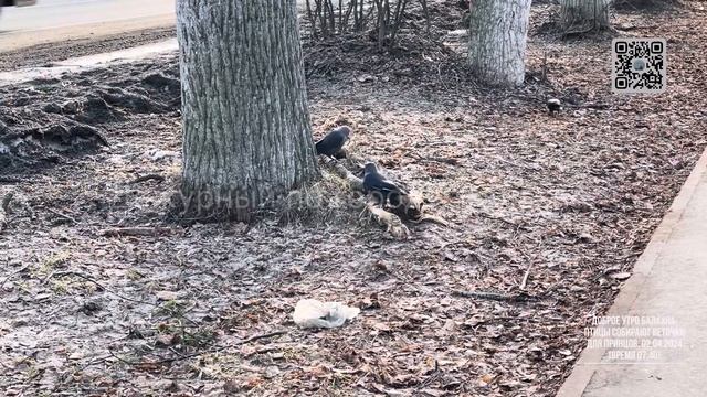 Доброе утро Балахна. Птицы собирают веточки для птеньцов. 02.04.2024 (время 07:40) от Дежурного.