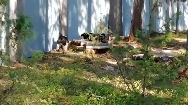 ВСЛ 5 месяцев енот.