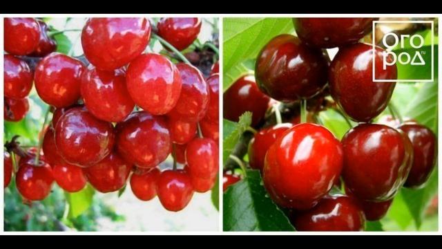 Середні сорти черешні-фото, назви та описи