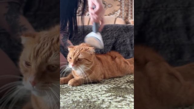 #кот#рыжик#мяу#красивыйкот#отдых#youtube#video#youtubevideos