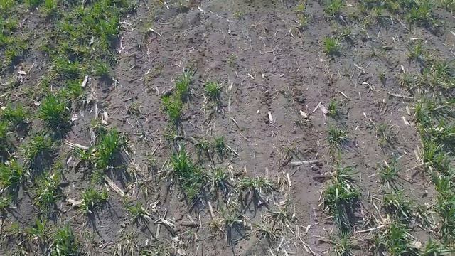 Весняні заморозки Харківська обл.