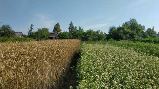 Жито i гречка i всяка пашниця.