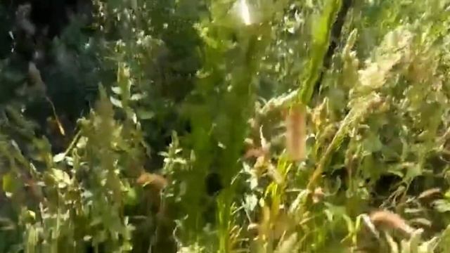 Влог#32(26.08.2020)РАНЕЕ ЗАМУЖЕСТВО/ЧУДО ОГОРОД С СЮРПРИЗОМ
