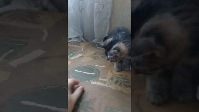 Киса ест кальмар)))