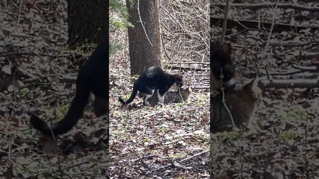 은밀한 짝짓기#들고양이