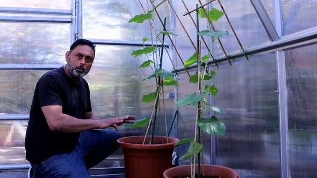 How to care for bottle gourd plant to get high yield