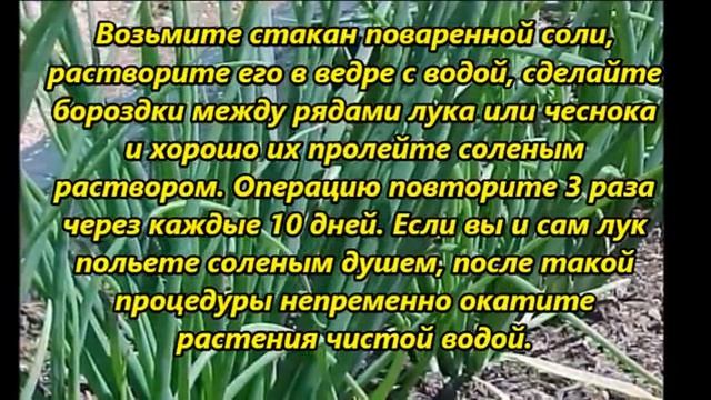 Сад и огород(2)
