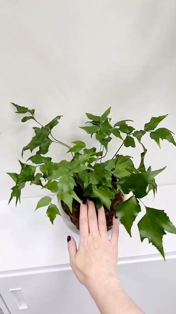 Циртомиум серповидный папоротник #plants #sphagnum_eco #сфагнумфускум #растения #папоротники #plant