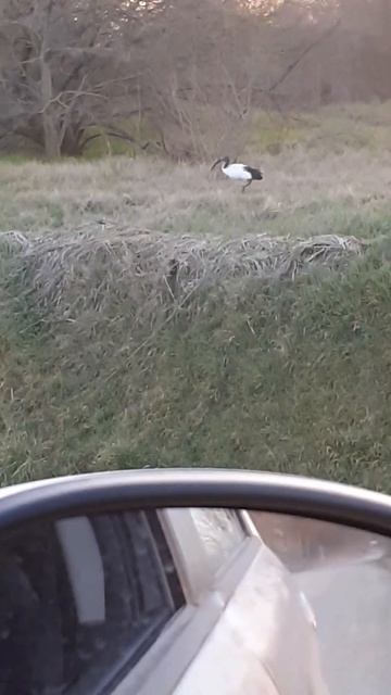 IBIS SACRO
