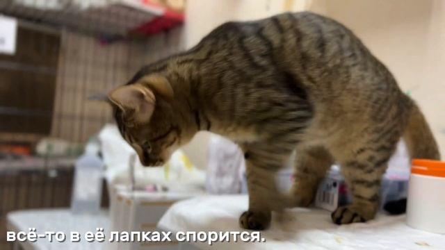 АБИГЕЛЬ
