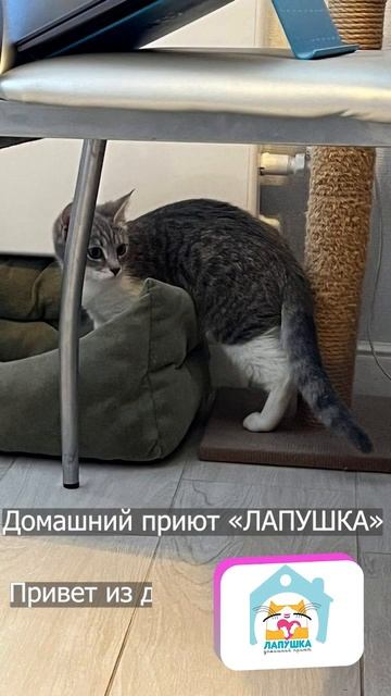 Привет из дома. Малышка Эльза сначала пряталась, потом начала исследовать каждый уголок квартиры