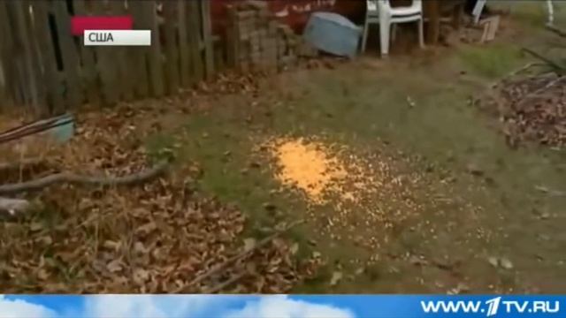 Оленёнок с стрелой в голове.