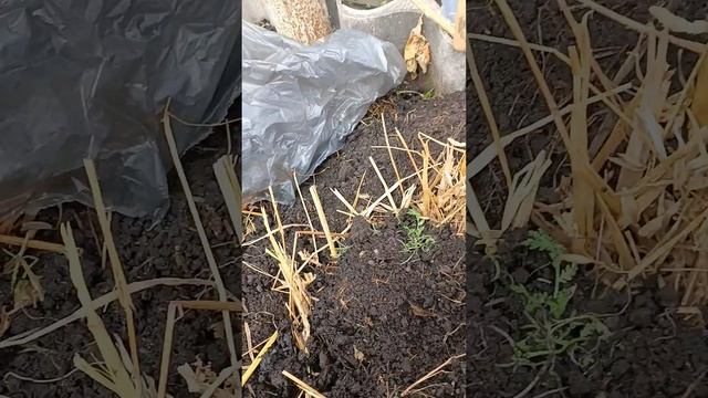 тёплые лунки под посадку огурцов