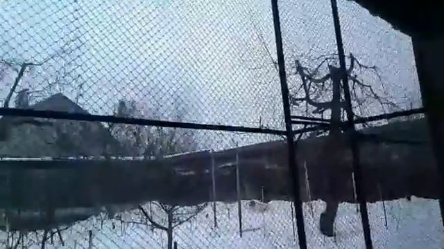 Трагопан теминко. Зима, февраль 2019 г.