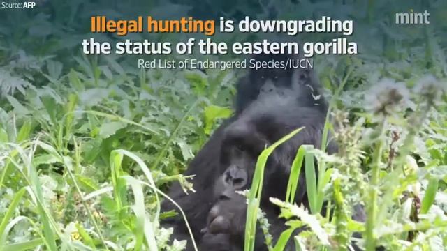 Eastern gorilla is most vulnerable to extinction, a study finds