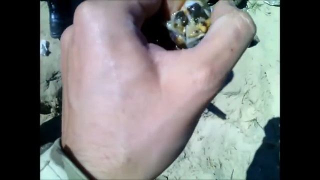 Школа выживания в джунглях Дзержинска для юнных разведчиков