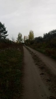 Лошади Данилыча Дениса г.Бийск