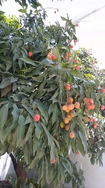 Dehradun,Uttarakhand__ Lichi ready to Eat