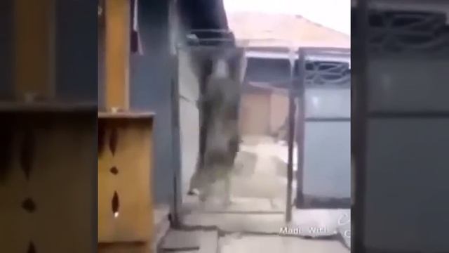 как мы с друзьями убегаем от кавказкой овчарки